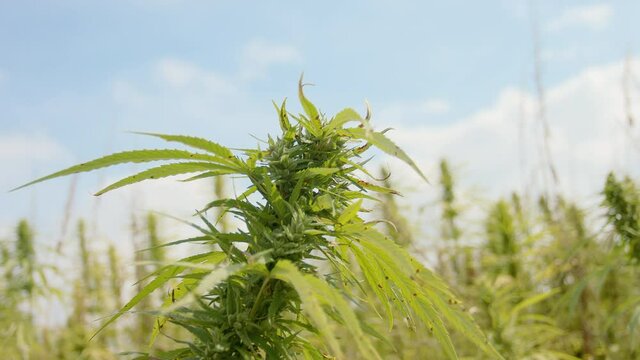 Hemp plant growing outside on field for cannabidiol supplement. Slow motion, close up