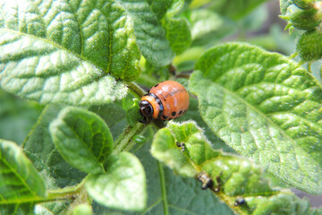Colorado potato beetle eats potatoes