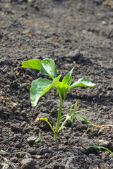 pepper seedlings in a greenhouse