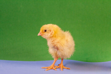 Newborn yellow chicken. Chick hatched from an egg. Chicks together with eggs background for the poultry farm.
