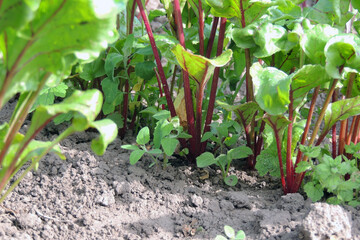 beets in the garden