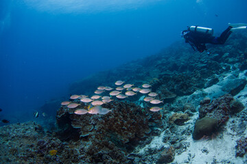 scuba diver diving on tropical reef with blue background 