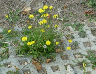 Blumen im Straßengraben