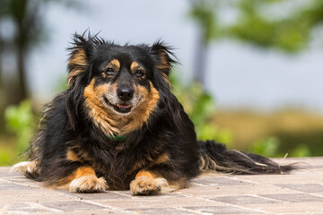 On the path in the park area sits a cute big black and red dog. Sunny day. Pet. Blurred background. Close-up.