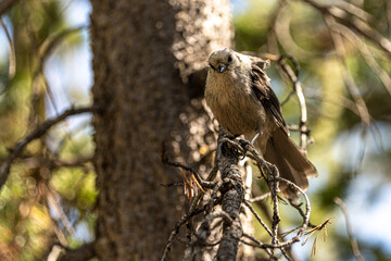 Juvenile Gray Jay (Perisoreus canadensis) in Yellowstone National Park