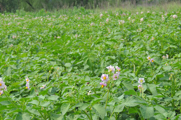 Colorado potato beetle eats potatoes