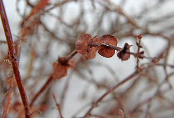 A tree branch pierced through a dry autumn leaves. Close-up amazing image.