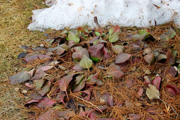 Autumn view: colorful fallen leaves with dry pine needles and snow.