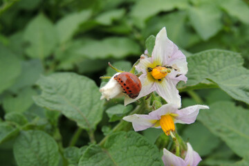 Colorado potato beetle eats potatoes
