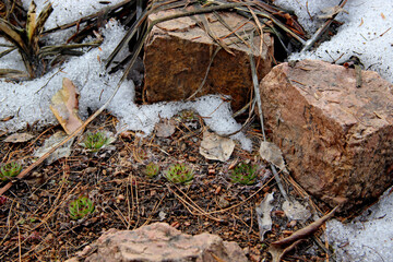 Some green plants growing through the gravel surrounding by snow and stones.