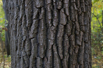 Fototapeta premium wood texture in the forest