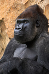 Naklejka premium Beautiful medium shot of male Gorilla, alpha of the herd, watching while leaning on a rock