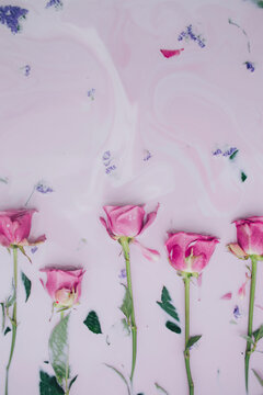 Pink roses immersed in pink colored milk