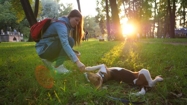 Young woman give roll command to small beagle, city park at evening time, beautiful sun shine through trees trunks ahead. Clumsy doggy follow order, stick nose to girl hand and wallow on grass