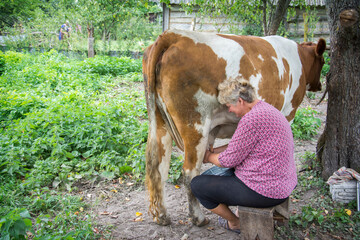 In the summer afternoon, a woman milks a cow on the street.