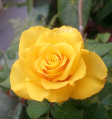 a yellow rose.
