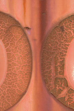 closeup macro patterns colors decay rust deterioration of paint and decals on an Amtrak train engine