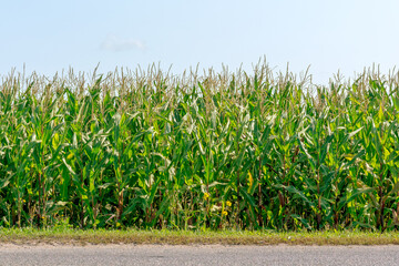 green cornfield with young corn harvest growing near asphalt countryside road