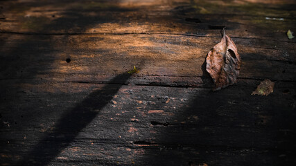 Autumn leaf on wood, texture. Top view, copy space. In the autumn forest in the morning