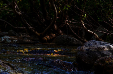 in summer rocky mountain river water silk. mountain river