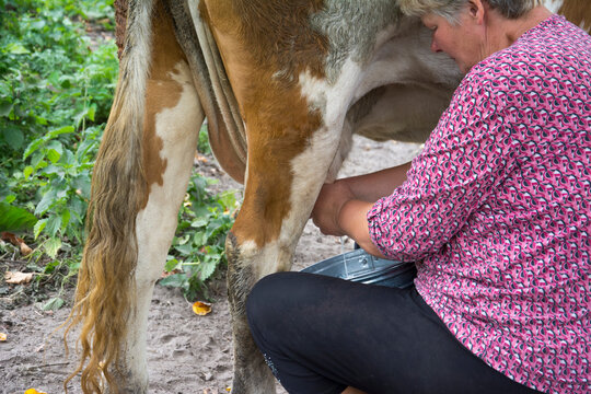 Girl Milked Like Cow