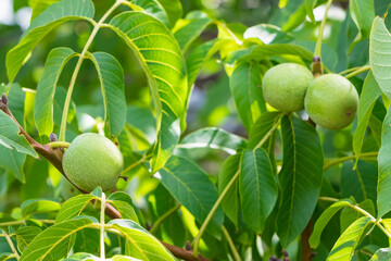 Walnuts on a tree on a green background with a copy space.