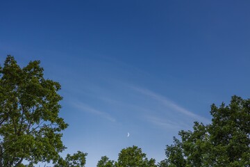 Obraz premium Gorgeous natural background showing green tree tops on blue sky and crescent moon.