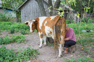 In the summer afternoon, a woman milks a cow on the street.