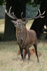 Large red stag on the move