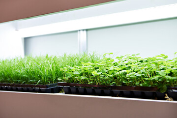 Young plants on exhibition of agriculture