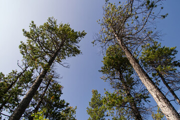 View of Trees against the Blue Sky