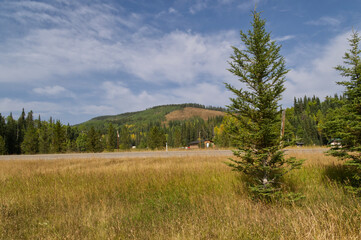 Fototapeta premium A Tree by a Road in Kananaskis Country