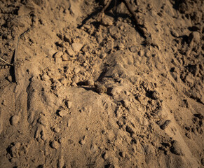 A sand frog on beach of Lake Superior at Pictured Rock National Lakeshore in Michigan