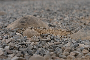 Texture of gray stones. Crushed stone. Abstraction grunge texture. Fragment of the road close-up. Background from stones. Stones in perspective. Stones and dust on the road. Fragment of the sea coast