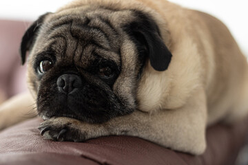 Obraz premium Pet pug