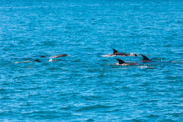 Fototapeta premium Pod of Dolphins in Bay of Islands, New Zealand