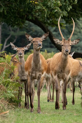Naklejka na ściany i meble A young male red deer and several female deer