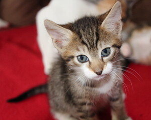 Katzenkind Ronny