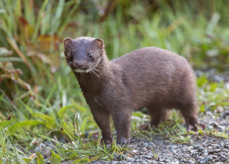 An inquisitive American Mink on Vancouver Island - Powered by Adobe