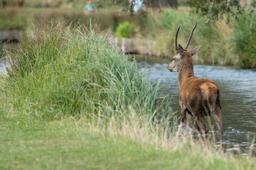 A young male red deer cooling down in a stream