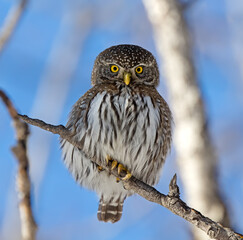 Portrait of a Northern Pygmy Owl