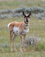 Pronghorn Antelope portrait
