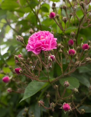 pink rose bush