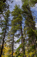 View of Trees against the Blue Sky