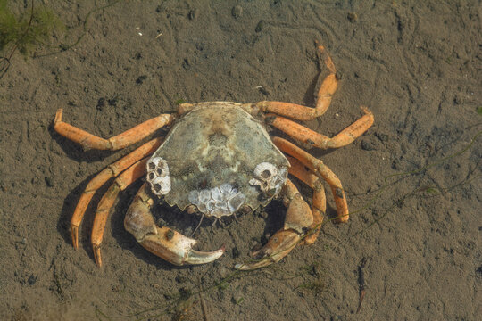 gemeine Strandkrabbe (Carcinus maenas) mit Seepocken,Nordsee,Nordfriesland,Deutschland