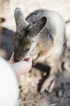 Feeding a Wallaby
