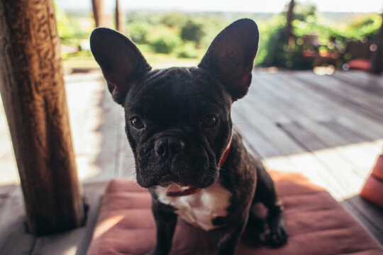 Funny French Bull dog with big ears looking into camera lens