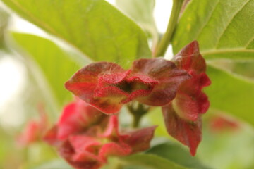 two red leaves looking like kissing lips close-up at a berry plant in the flower garden in springtime
