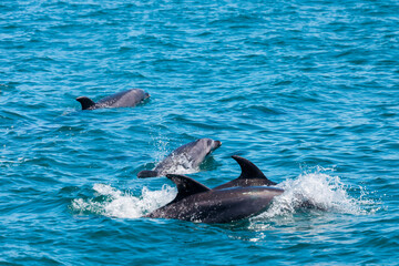 Pod of Dolphins in Bay of Islands, New Zealand