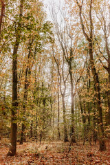 Beech forest in fall colors